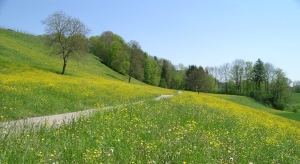 spring_meadow